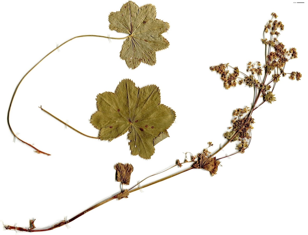 Alchemilla connivens (Rosaceae)